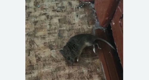 Дезинфекция от мышей в Климовске